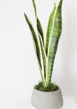 Load image into Gallery viewer, Outdoor/ Indoor Artificial Snake Plant - 24"
