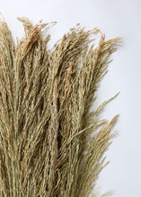 Load image into Gallery viewer, Preserved Congo Grass
