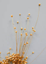 Load image into Gallery viewer, Natural Happy Flower Bundle
