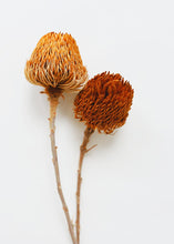 Load image into Gallery viewer, Pack of 2 - Dried Banksia in Orange

