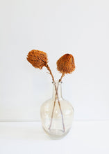 Load image into Gallery viewer, Pack of 2 - Dried Banksia in Orange
