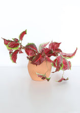 Load image into Gallery viewer, Burgundy UV Protected Outdoor Fake Coleus Plant
