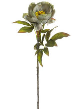 Load image into Gallery viewer, Silk Open Peony in Antique Green - 22" Tall
