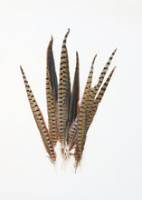 Load image into Gallery viewer, Pack of 10 - Real Ringneck Pheasant Feathers
