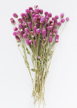Load image into Gallery viewer, Natural Globe Amaranth in Pink White
