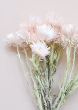 Load image into Gallery viewer, Dried Mini Silver Daisy in Pink
