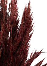 Load image into Gallery viewer, Preserved Burgundy Plume Reed Grass - 36-40"
