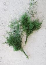 Load image into Gallery viewer, Preserved Evergreen Plumosus Fern Foliage
