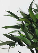 Load image into Gallery viewer, Preserved Weeping Willow Eucalyptus
