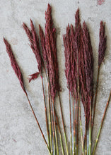 Load image into Gallery viewer, Preserved Burgundy Plume Reed Grass - 36-40"
