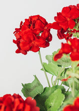 Load image into Gallery viewer, UV Protected Indoor/Outdoor Fake Geranium Bush - 24"
