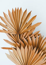 Load image into Gallery viewer, Pack of 5 - Terracotta Orange Sun Palms

