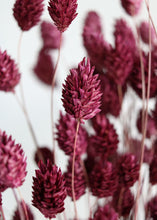 Load image into Gallery viewer, Dried Phalaris Grass in Berry Wine
