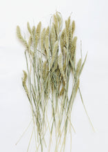 Load image into Gallery viewer, Dried Setaria Grass
