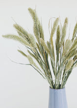 Load image into Gallery viewer, Dried Setaria Grass
