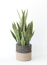 Load image into Gallery viewer, Artificial Indoor/Outdoor Potted Snake Plant - 24" Tall

