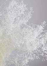 Load image into Gallery viewer, Bleached Stardust Gypsophila
