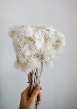 Load image into Gallery viewer, Natural Dried Everlastings
