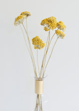 Load image into Gallery viewer, Pack of 12 - Dried Natural Coastal Yarrow
