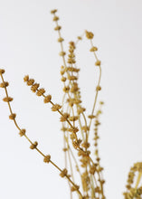 Load image into Gallery viewer, Dried Leonurus Motherwort Herbs in Mustard - 23"
