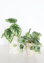 Load image into Gallery viewer, Set of 2 - Blush Terrazzo Flower Pots
