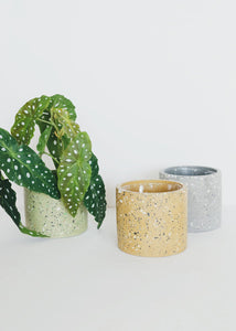 Artificial Angel Wing Begonia Leaf Plant - 12"