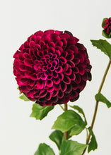 Load image into Gallery viewer, Burgundy and Fuchsia Fake Dahlia Flower - Large 4.5" Bloom
