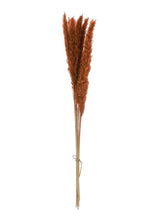 Load image into Gallery viewer, Pack 11 - Terracotta Brown Dried Pampas Bunch - 24-28"
