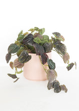 Load image into Gallery viewer, Mauve Pink Kendall Ceramic Floral Pot - 6.75" Tall
