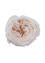 Load image into Gallery viewer, Pack of 8 - Preserved Rose Heads in Champagne White

