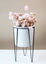 Load image into Gallery viewer, Air Dried Globe Amaranth in Light Pink
