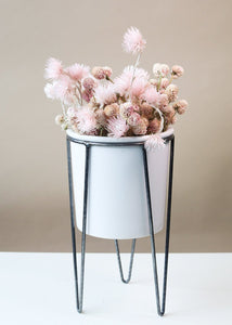 Air Dried Globe Amaranth in Light Pink