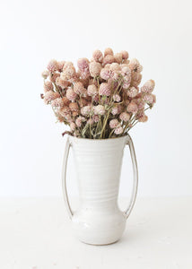Air Dried Globe Amaranth in Light Pink
