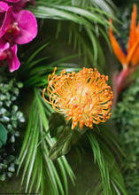Load image into Gallery viewer, Plastic Open Needle Protea Flower in Orange Yellow - 27" Tall
