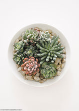 Load image into Gallery viewer, Artificial Spike Aeonium Succulent Pick in Green - 3.5" Wide
