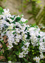 Load image into Gallery viewer, Silk Flowers Wisteria Bush in White
